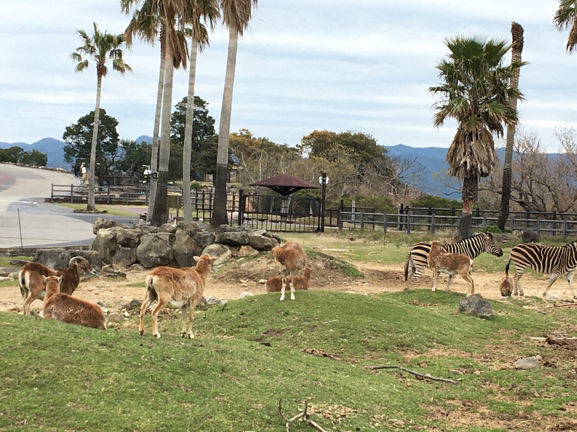 子連れ旅行!アドベンチャーワールドと和歌山・白浜2泊3日のおすすめ旅行プラン かけこのまごまごブログ 子連れ旅行!アドベンチャーワールドと和歌山・白浜2泊3日のおすすめ旅行プラン かけこのまごまごブログ